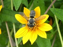 Megachile inimica