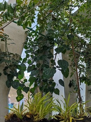 Oreopanax guatemalensis