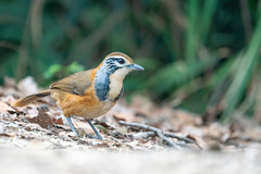 Pterorhinus pectoralis