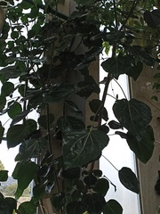 Oreopanax guatemalensis