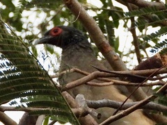 Ortalis poliocephala