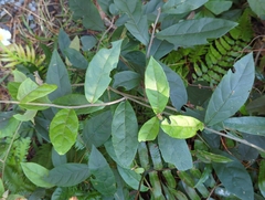 Decaneuropsis gratiosa