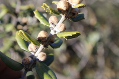 Ceanothus crassifolius