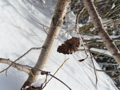 Betula glandulosa