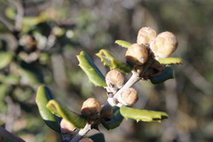 Ceanothus crassifolius