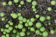 Asterella palmeri