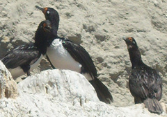 Leucocarbo magellanicus