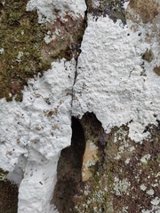 Phlyctis petraea