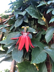 Coccinea