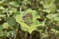 Callophrys xami xami