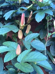 Coccinea