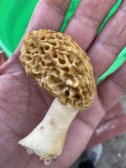 Morchella
