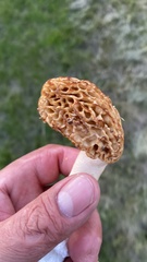 Morchella
