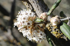 Ceanothus crassifolius