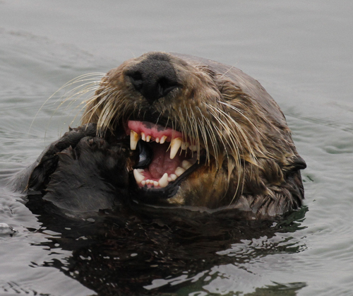 Southern Sea Otter photographed in California