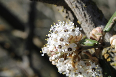 Ceanothus crassifolius