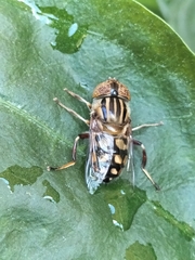 Eristalinus punctulatus