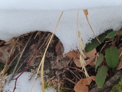 Bromus