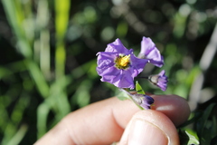 Solanum umbelliferum