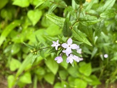 Conostomium natalense
