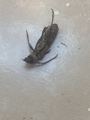 Aneflus glabropunctatus