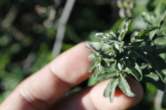 Solanum umbelliferum