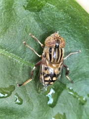 Eristalinus punctulatus