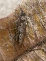Aneflus glabropunctatus