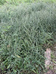 Pseudelephantopus spicatus