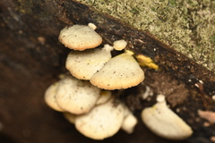 Panellus luxfilamentus