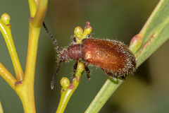 Metriolagria affinis