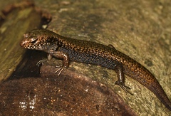 Silvascincus murrayi