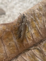 Aneflus glabropunctatus