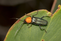 Chauliognathus tricolor