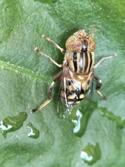 Eristalinus punctulatus