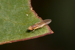 Trigonometopsis binotata