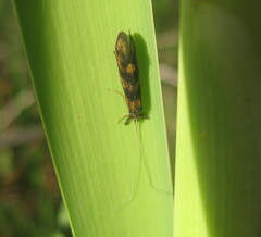 Mystacides interjectus