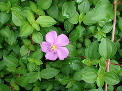 Heterotis rotundifolia