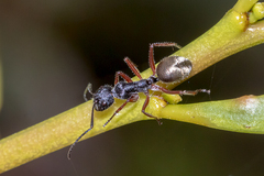 Camponotus suffusus bendigensis