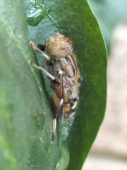 Eristalinus punctulatus