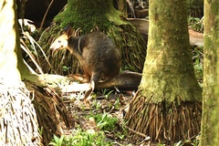 Thylogale stigmatica