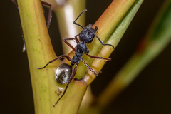 Camponotus suffusus bendigensis