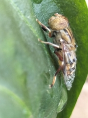 Eristalinus punctulatus