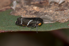Eurymeloides bicincta