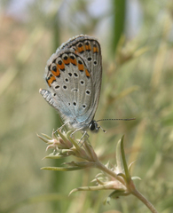 Plebejus argyrognomon