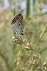 Pyankovia brachiata
