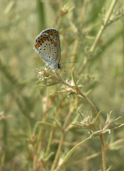Pyankovia brachiata