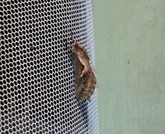 Elhamma australasiae