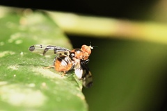 Loxoneuroides varipennis