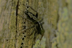 Ocrisiona leucocomis